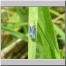 Cicadella viridis - Zwergzikade m01.jpg